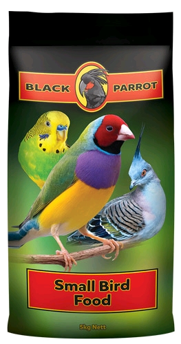 Black parrot small bird
